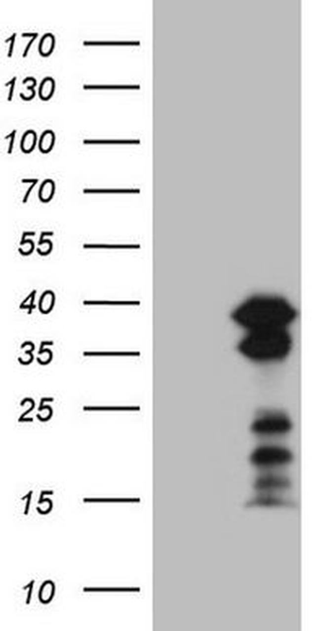 POU2AF1 Antibody in Western Blot (WB)