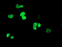 PPARA Antibody in Immunocytochemistry (ICC/IF)