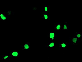 PPARA Antibody in Immunocytochemistry (ICC/IF)