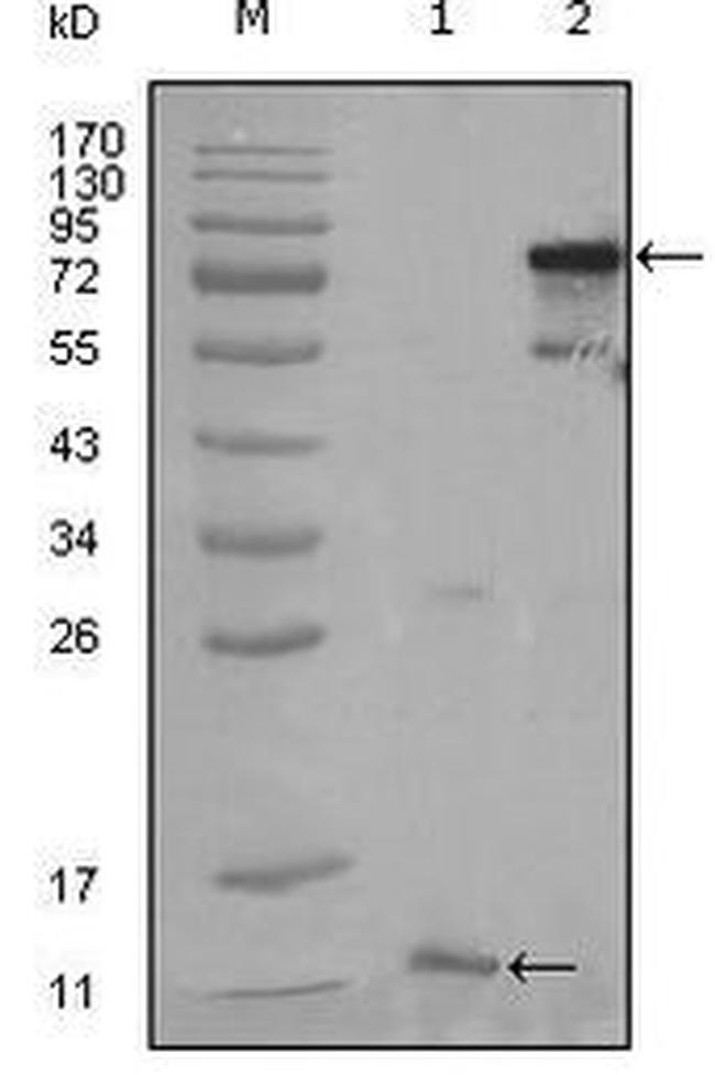 PPAR gamma Antibody in Western Blot (WB)