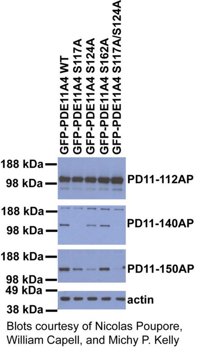 Phospho-PDE11A (Ser117, Ser124) Antibody in Western Blot (WB)