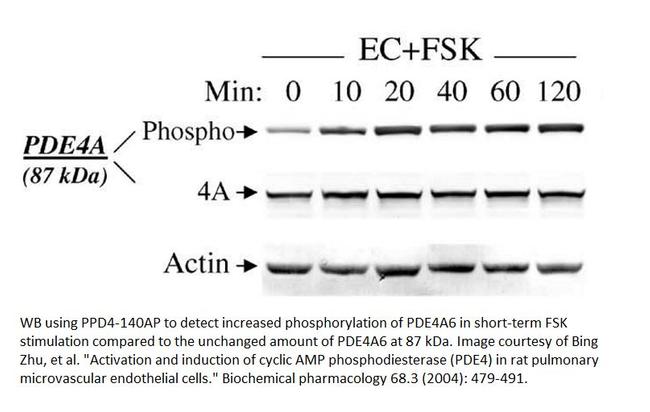 Phospho-PDE4A (Thr34) Antibody in Western Blot (WB)