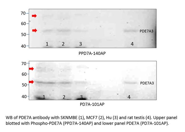 Phospho-PDE7A (Ser84) Antibody in Western Blot (WB)