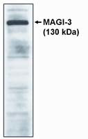 PP1 gamma Antibody in Western Blot (WB)