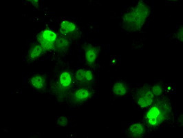 PPME1 Antibody in Immunocytochemistry (ICC/IF)