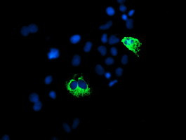 PPP1R15A Antibody in Immunocytochemistry (ICC/IF)