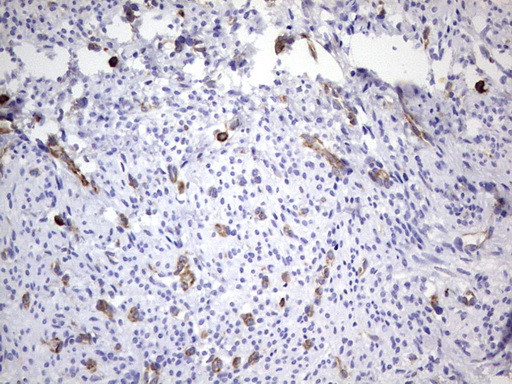 PPP2R5D Antibody in Immunohistochemistry (Paraffin) (IHC (P))