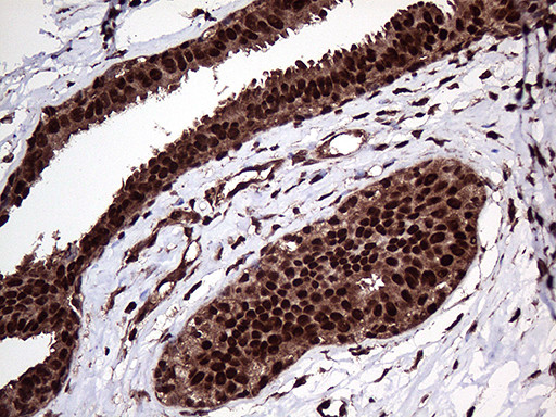PPP4C Antibody in Immunohistochemistry (Paraffin) (IHC (P))