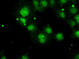 PPP5C Antibody in Immunocytochemistry (ICC/IF)