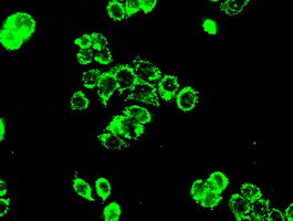 PPP5C Antibody in Immunocytochemistry (ICC/IF)