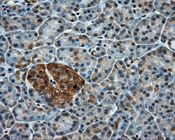 PPP5C Antibody in Immunohistochemistry (Paraffin) (IHC (P))