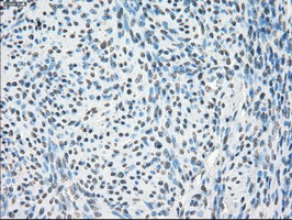 PPP5C Antibody in Immunohistochemistry (Paraffin) (IHC (P))