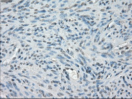 PPP5C Antibody in Immunohistochemistry (Paraffin) (IHC (P))