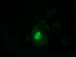 PPWD1 Antibody in Immunocytochemistry (ICC/IF)