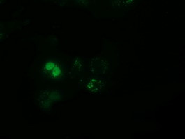 PPWD1 Antibody in Immunocytochemistry (ICC/IF)