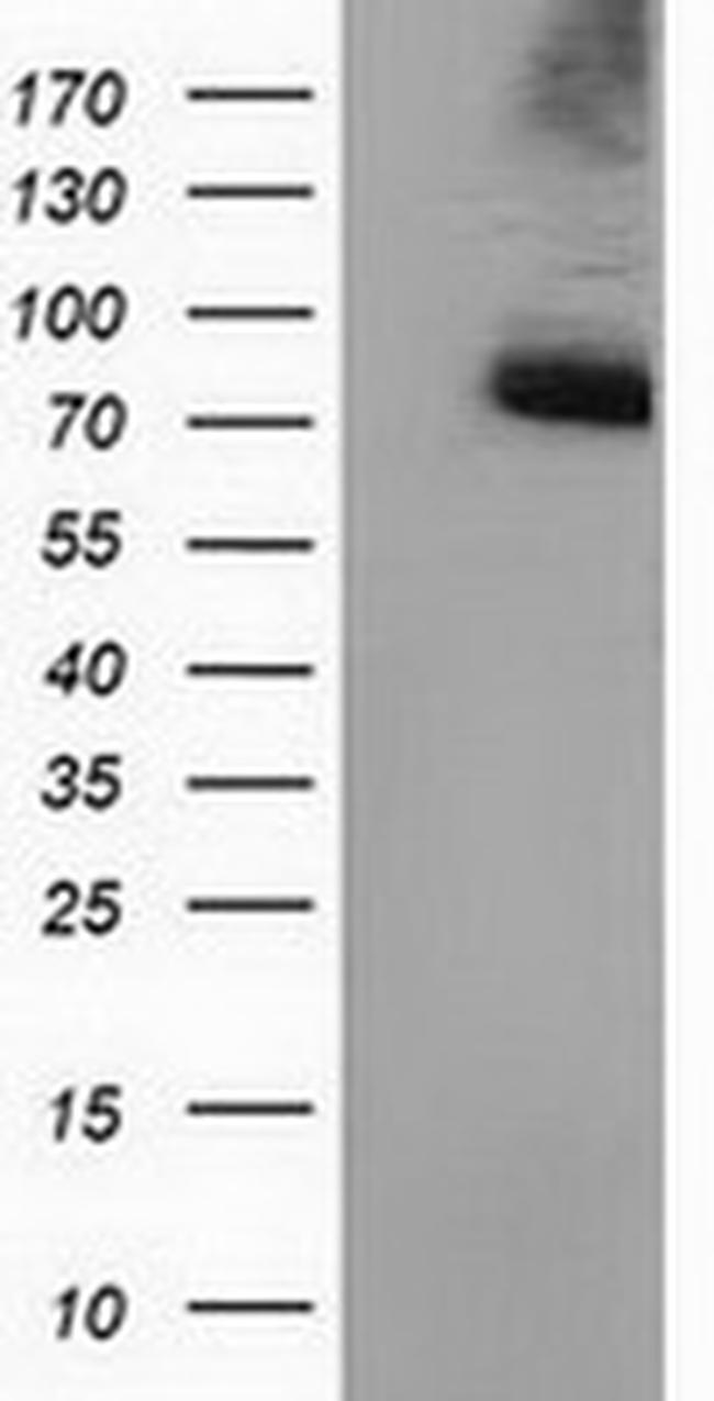 PPWD1 Antibody in Western Blot (WB)