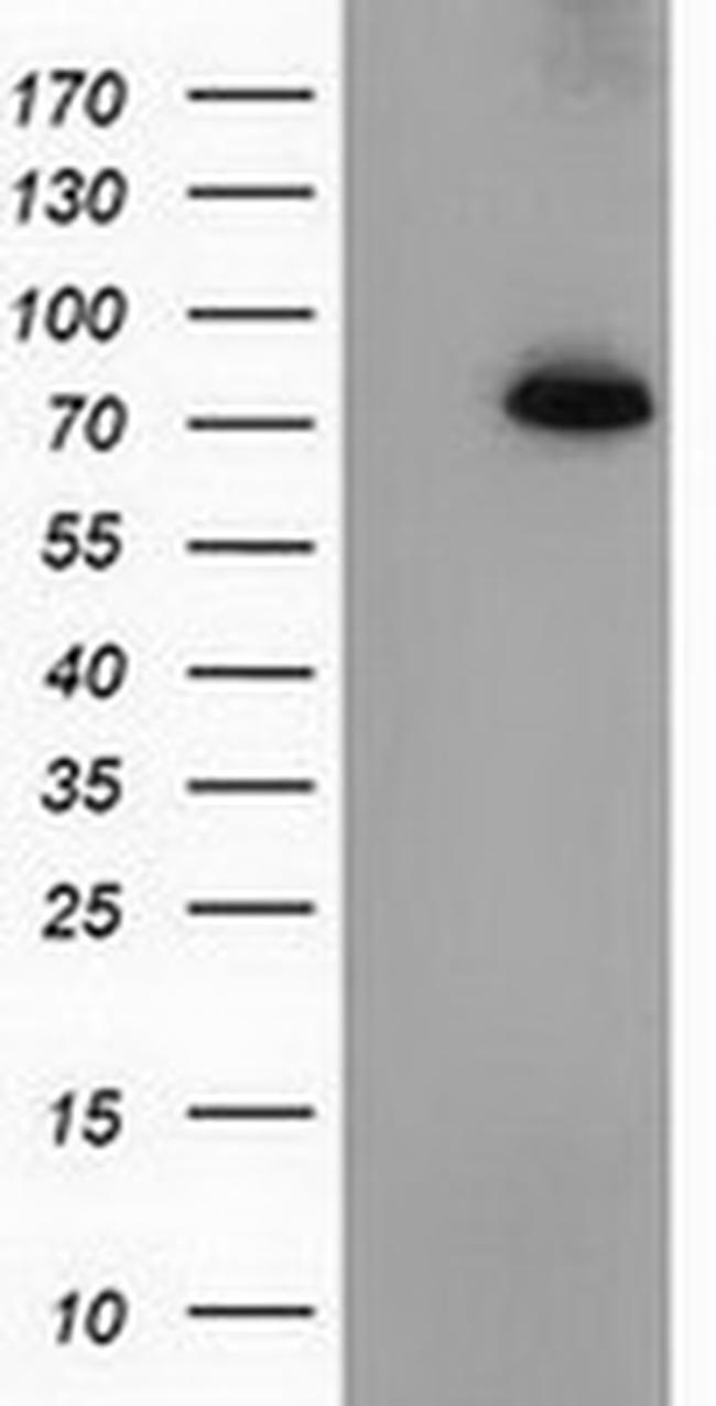 PPWD1 Antibody in Western Blot (WB)