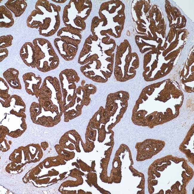 PPY Antibody in Immunohistochemistry (IHC)