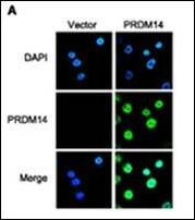 PRDM14 Antibody in Immunocytochemistry (ICC/IF)