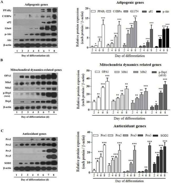 PRDX1 Antibody in Western Blot (WB)
