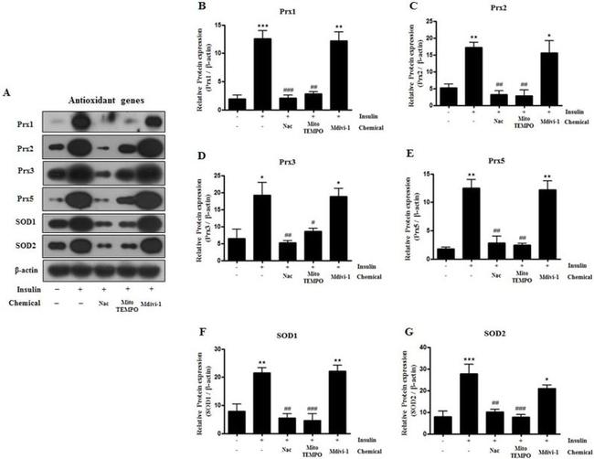 SOD1 Antibody in Western Blot (WB)