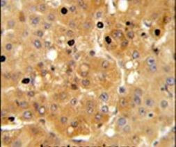 AMPK alpha-1 Antibody in Immunohistochemistry (IHC)
