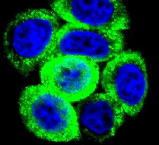 Prolactin Antibody in Immunocytochemistry (ICC/IF)