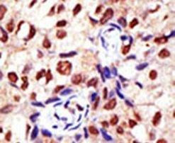 PRMT2 Antibody in Immunohistochemistry (IHC)