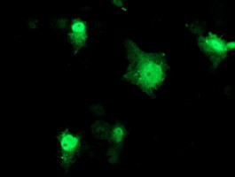 PRMT2 Antibody in Immunocytochemistry (ICC/IF)