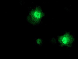 PRMT2 Antibody in Immunocytochemistry (ICC/IF)