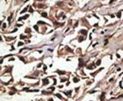 PRMT7 Antibody in Immunohistochemistry (IHC)