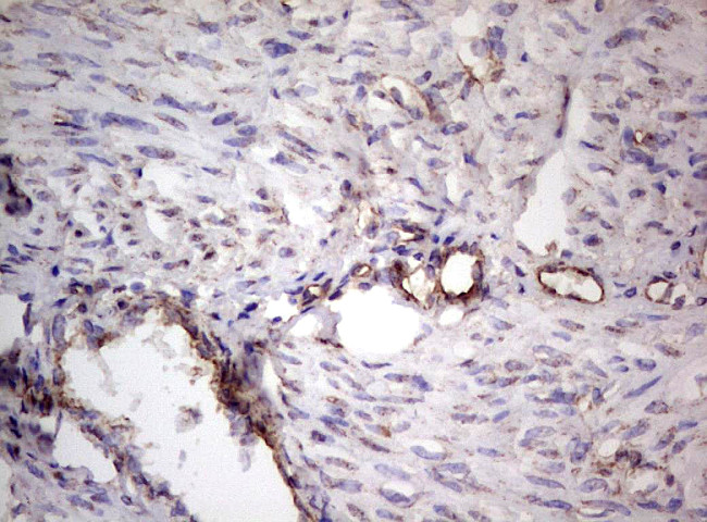PROCR Antibody in Immunohistochemistry (Paraffin) (IHC (P))