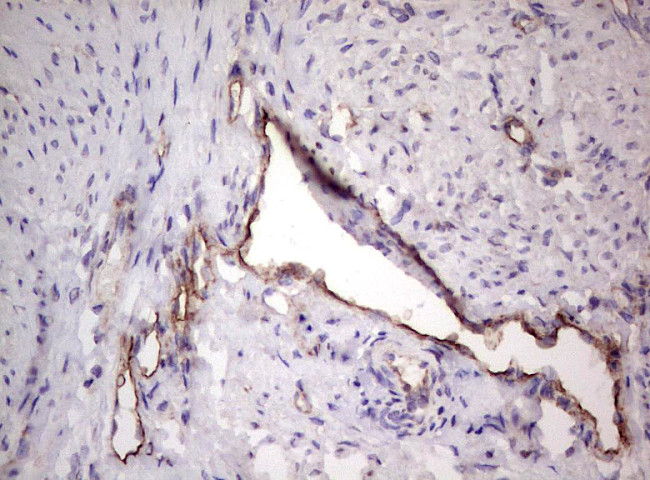 PROCR Antibody in Immunohistochemistry (Paraffin) (IHC (P))