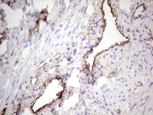 PROCR Antibody in Immunohistochemistry (Paraffin) (IHC (P))