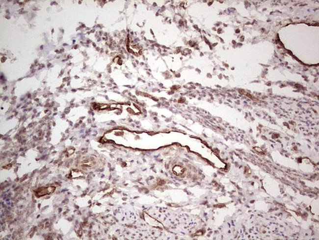 PROCR Antibody in Immunohistochemistry (Paraffin) (IHC (P))