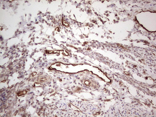 PROCR Antibody in Immunohistochemistry (Paraffin) (IHC (P))