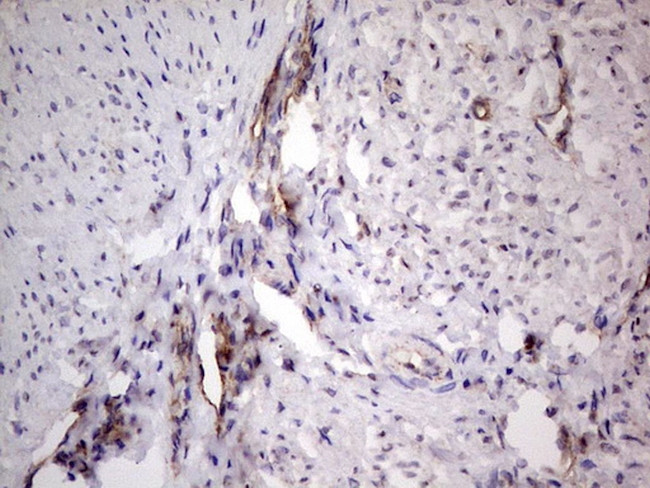 PROCR Antibody in Immunohistochemistry (Paraffin) (IHC (P))