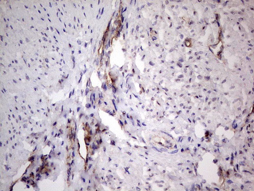 PROCR Antibody in Immunohistochemistry (Paraffin) (IHC (P))