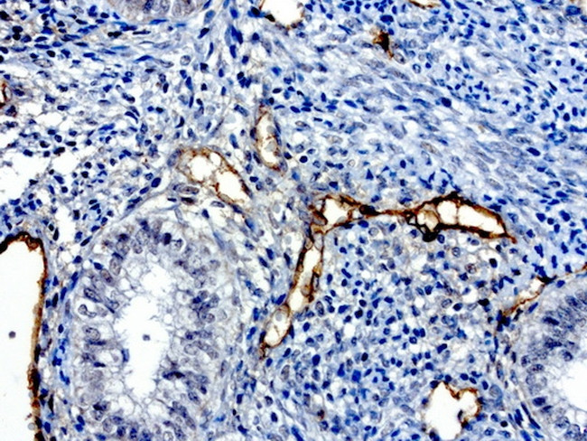 PROCR Antibody in Immunohistochemistry (Paraffin) (IHC (P))