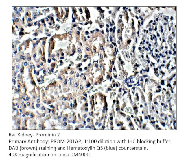 Prominin 2 Antibody in Immunohistochemistry (Paraffin) (IHC (P))