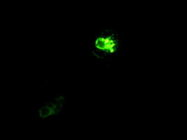 PROM2 Antibody in Immunocytochemistry (ICC/IF)