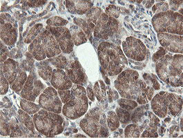 PROSC Antibody in Immunohistochemistry (Paraffin) (IHC (P))