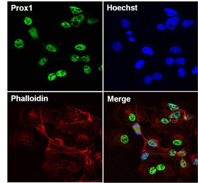 PROX1 Antibody in Immunocytochemistry (ICC/IF)