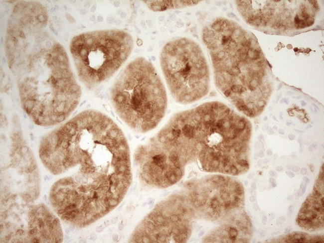 PROZ Antibody in Immunohistochemistry (Paraffin) (IHC (P))