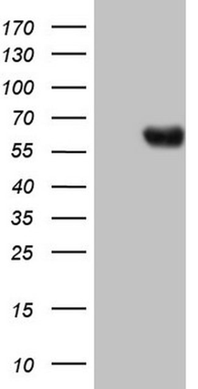 PROZ Antibody in Western Blot (WB)