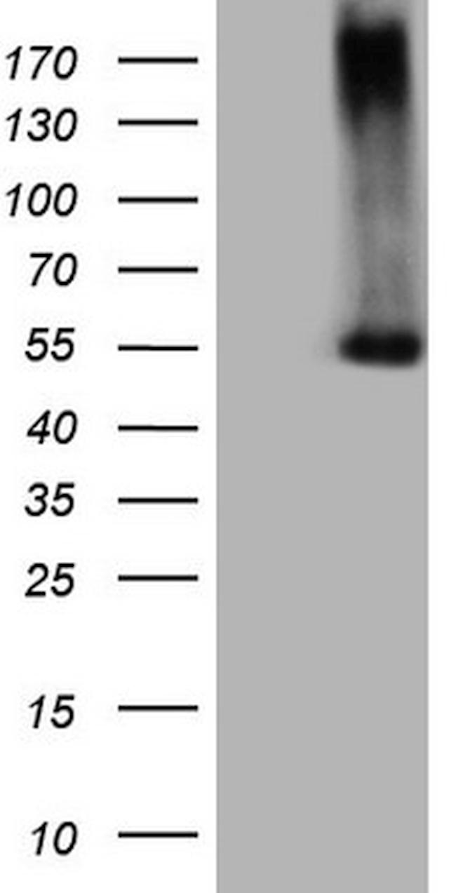 PROZ Antibody in Western Blot (WB)