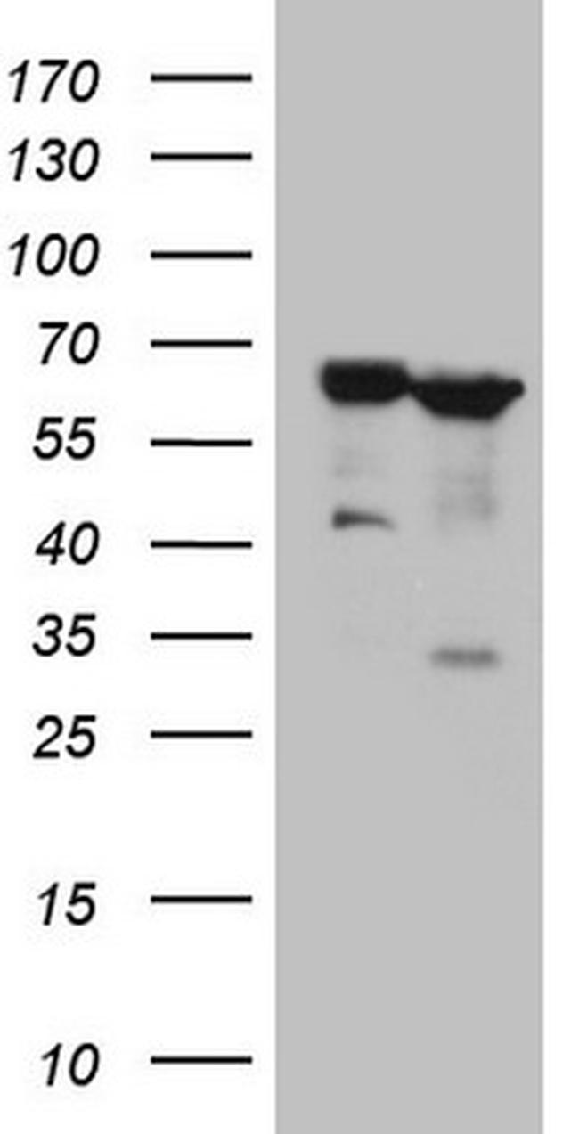 PROZ Antibody in Western Blot (WB)