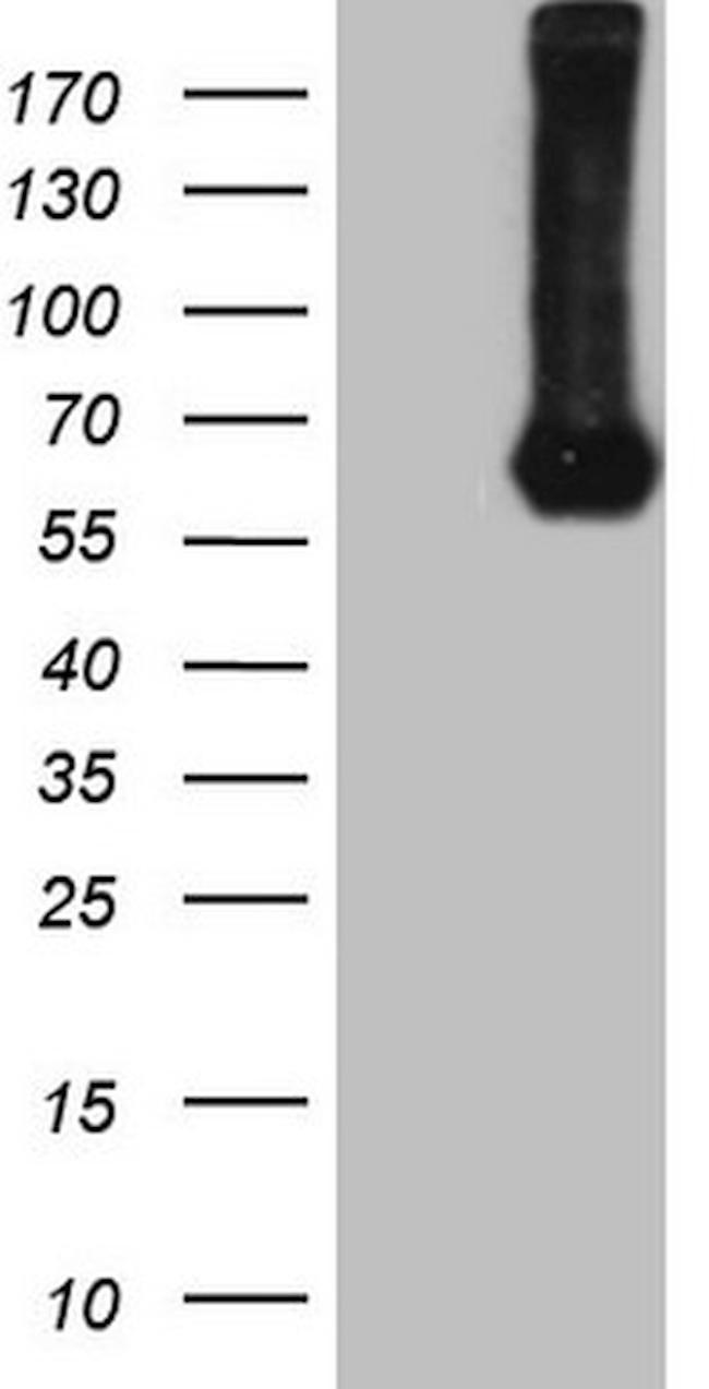 PROZ Antibody in Western Blot (WB)