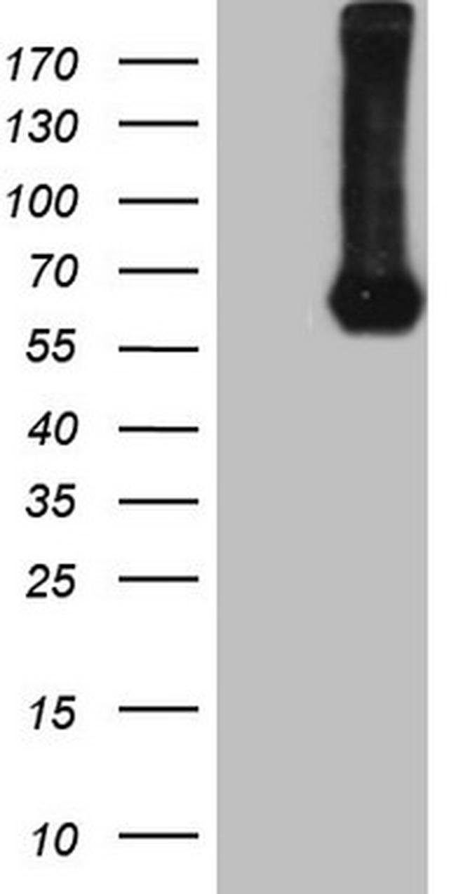 PROZ Antibody in Western Blot (WB)