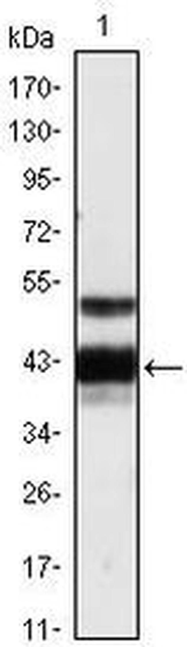 Protein Z Antibody in Western Blot (WB)